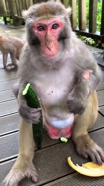 猴子吃瓜歌曲,趣味横生的夏日音乐狂欢 第3张 猴子吃瓜歌曲,趣味横生的夏日音乐狂欢 第3张